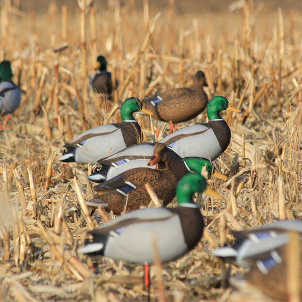 Набор подсадных уток  FLAMBEAU Мод. FULL BODY MALLARD для охоты в Алматы, Казахстан
