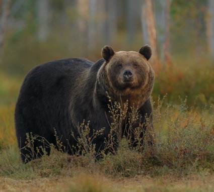 Капканы